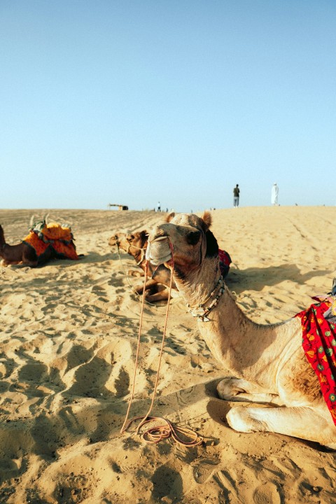 a camel lying on the sand 6U2