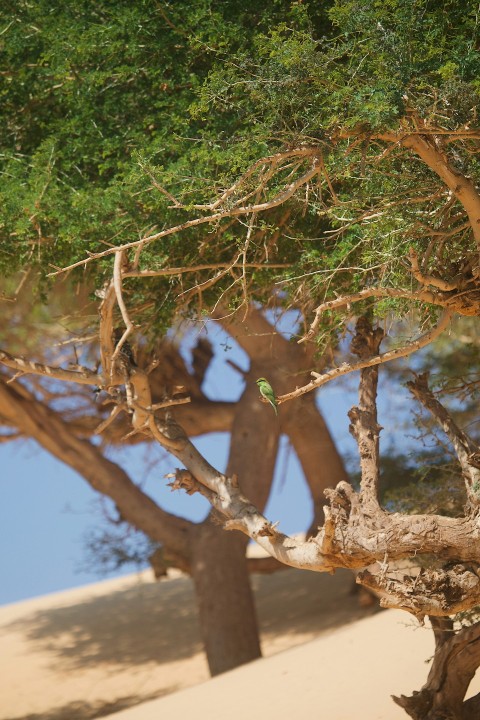 a small bird perched on top of a tree C