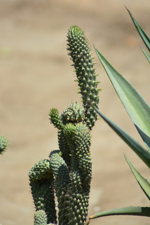 green plant in close up photography