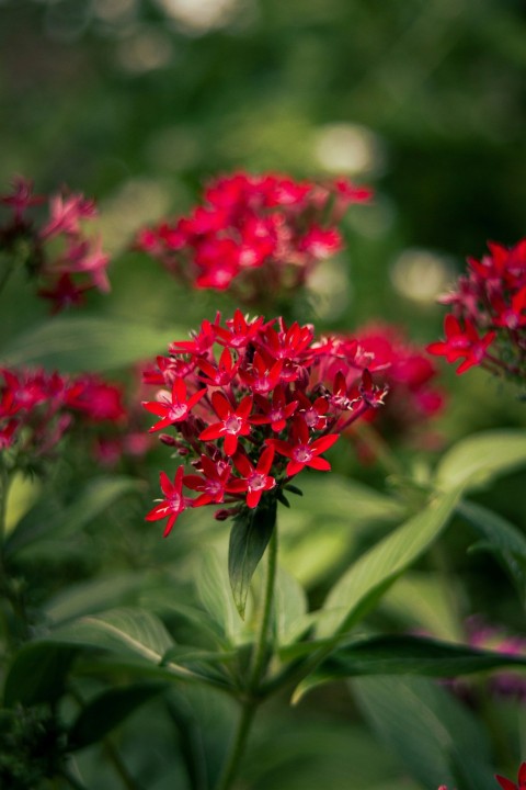 a close up of a bunch of red flowers