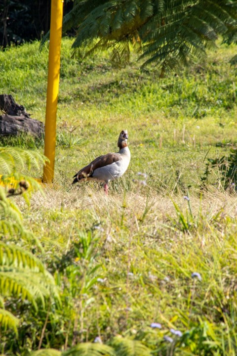 a duck in the grass