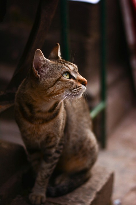 standing brown tabby cat