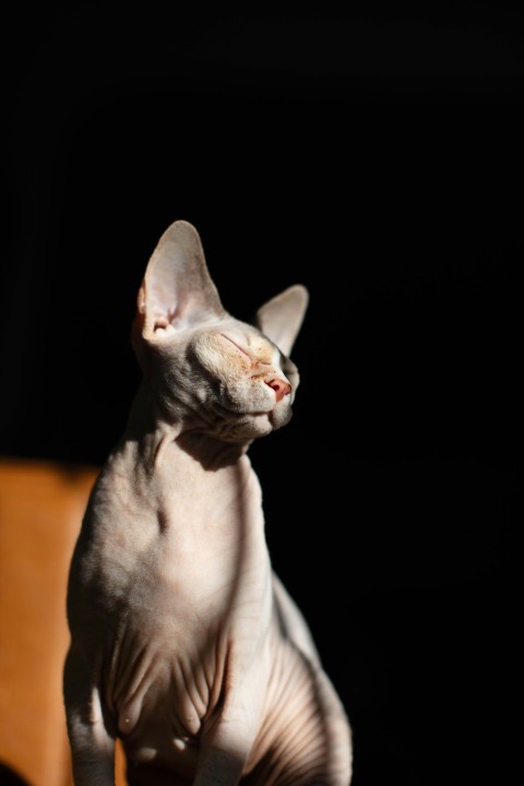 gray cat on white textile