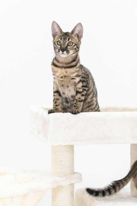 a cat sitting on top of a cat tree ZEH0o2qA