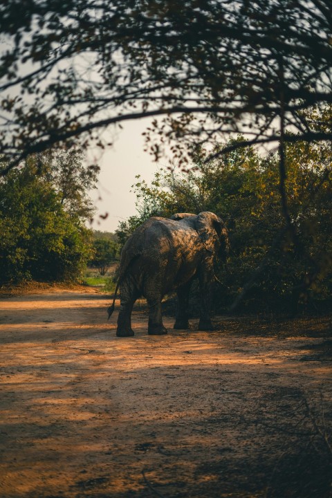 an elephant standing in the middle of a dirt road