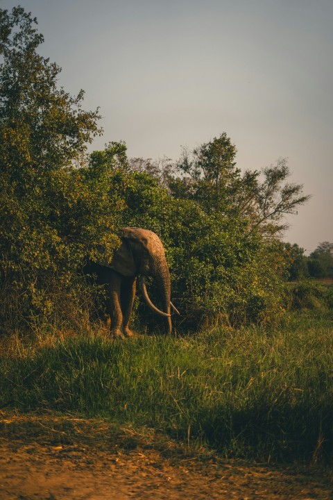 an elephant standing in the grass near some trees