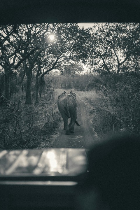 a large elephant walking down a dirt road