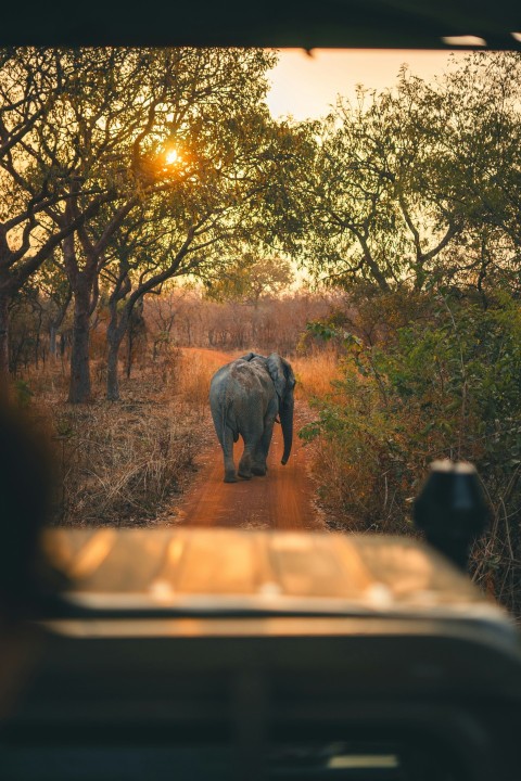 a large elephant walking down a dirt road 0ZPlF