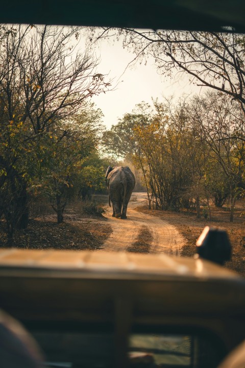 a large elephant walking down a dirt road