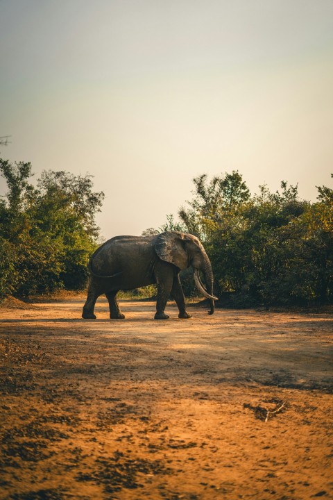 a large elephant walking across a dirt field