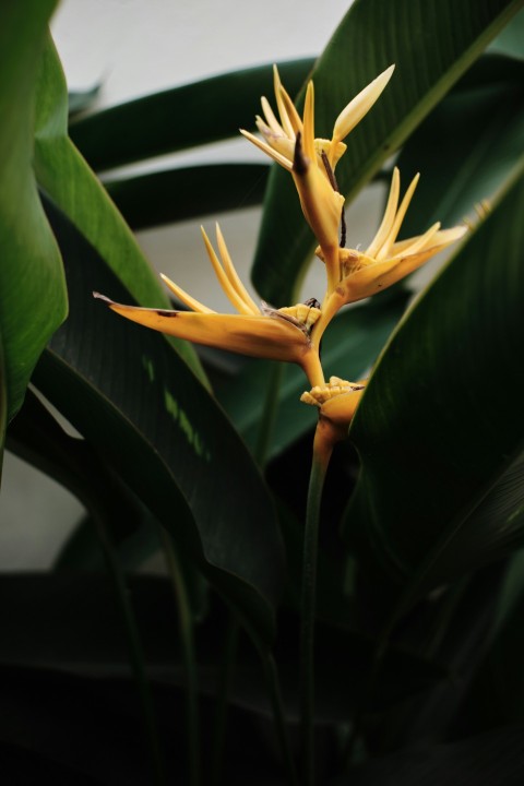 shallow focus photography of yellow flowers