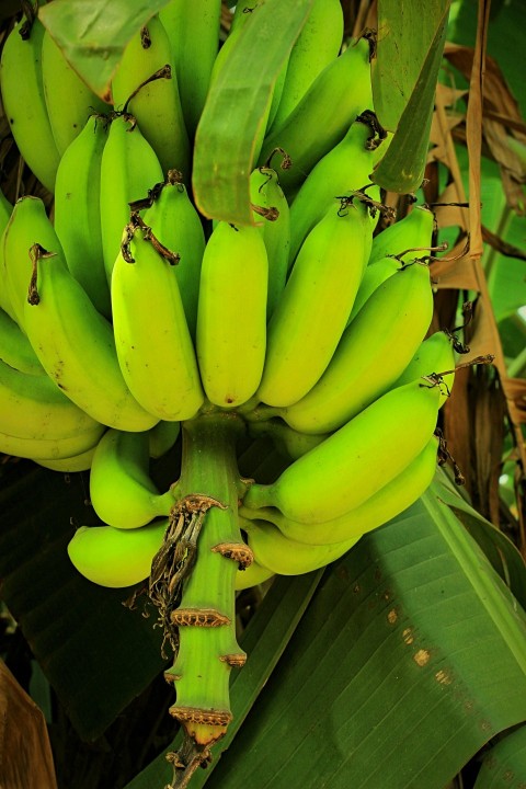 a bunch of green bananas hanging from a tree