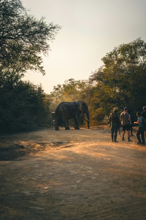 a group of people standing around an elephant