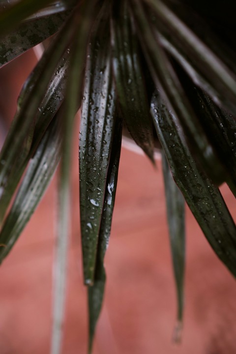 purple flower with water droplets