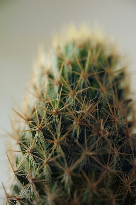 a close up of a cactus with very small needles