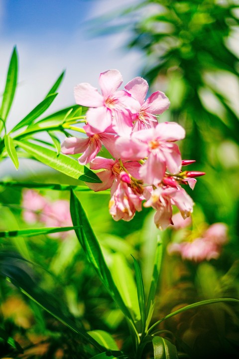 a bunch of pink flowers that are in the grass