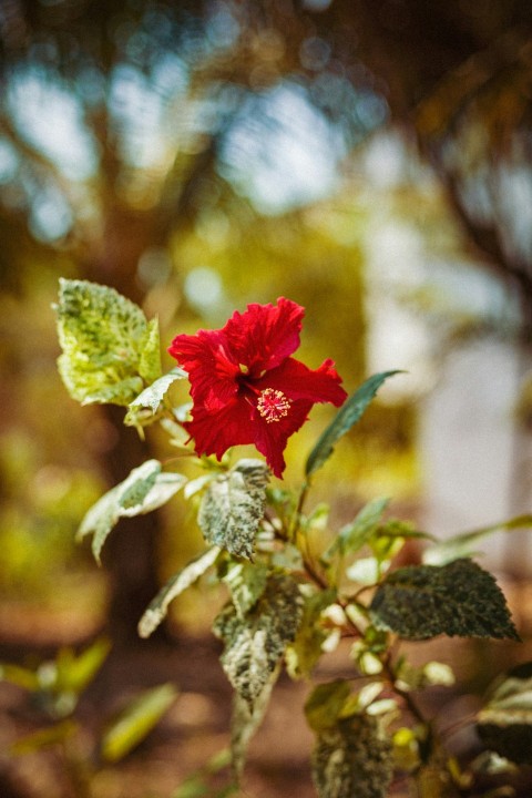 a red flower with green leaves on it