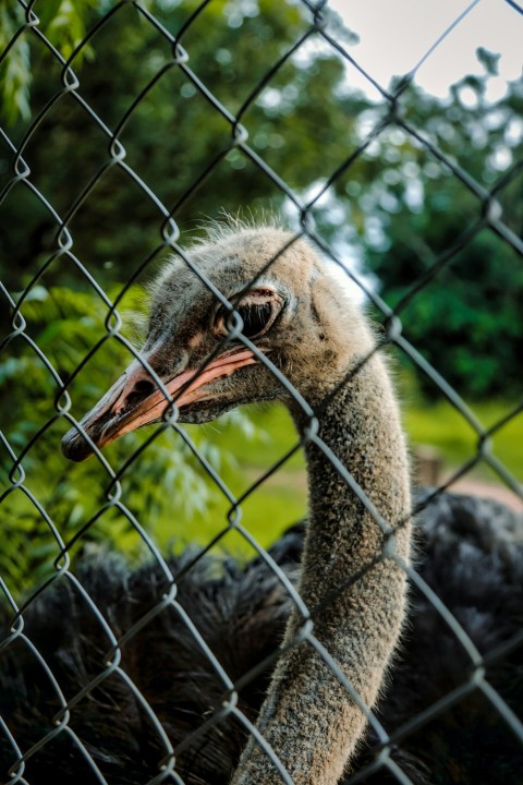 an ostrich looks through a chain link fence ww