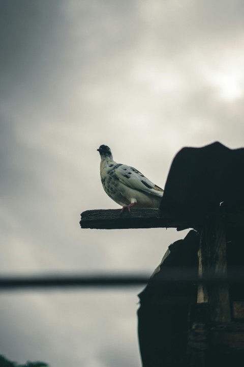 a white bird sitting on top of a roof