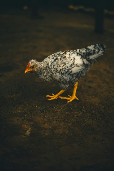 a white and black bird standing on a dirt ground