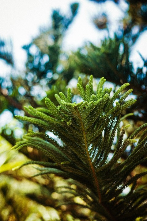 a close up of a pine tree branch