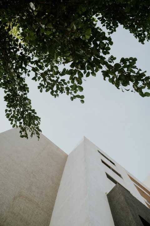 green tree beside white concrete building NgDmEV2W