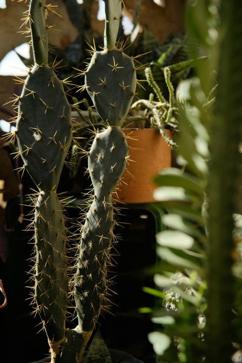 a close up of a cactus in a pot