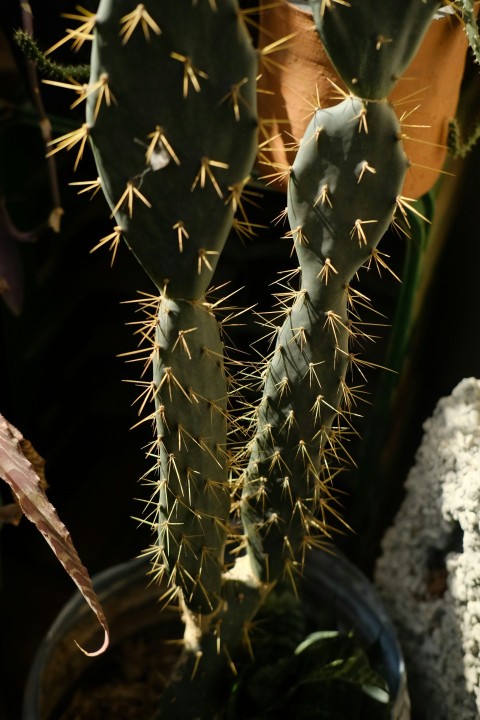 a close up of a cactus in a pot