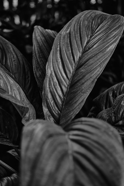 a close up of a leaf