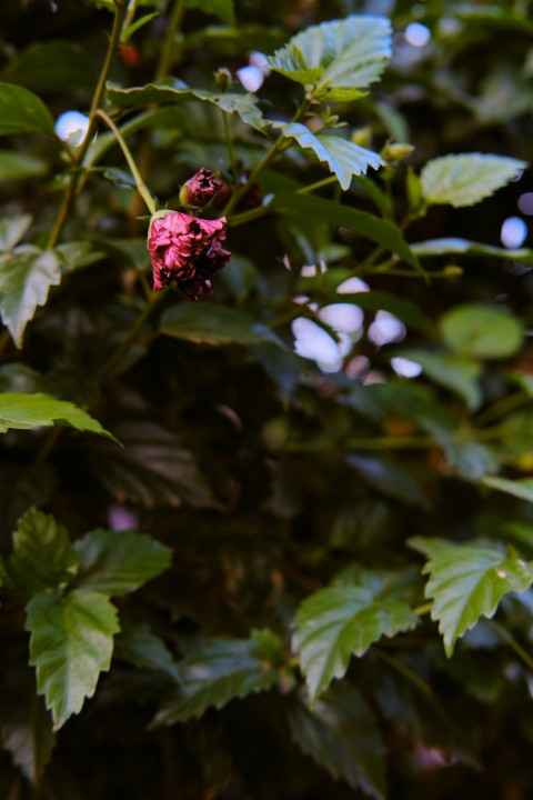 a close up of a flower