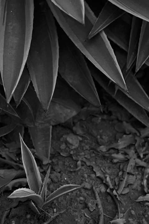 a black and white photo of some plants