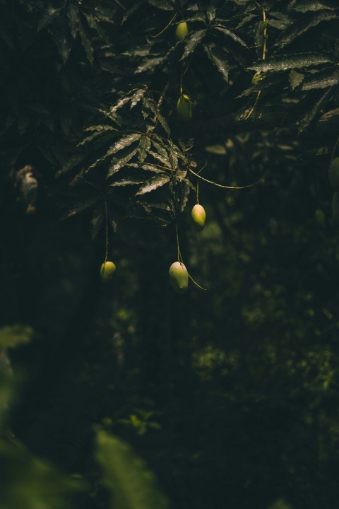 a bunch of fruit hanging from a tree