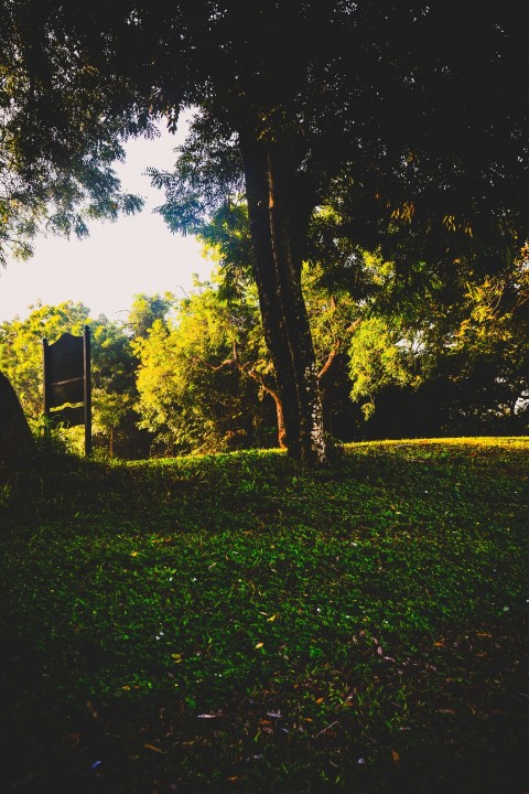 a tree with yellow leaves 5xAVQP