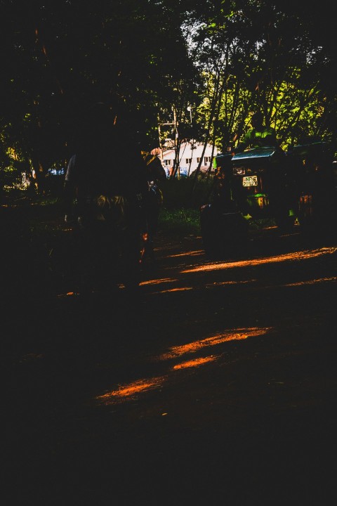 a street with trees and lights