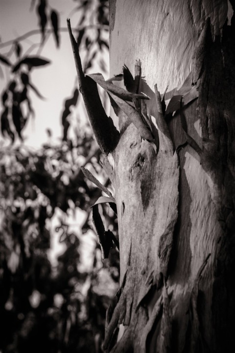 a tree trunk with many branches