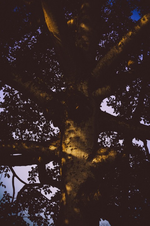 a tree with yellow leaves