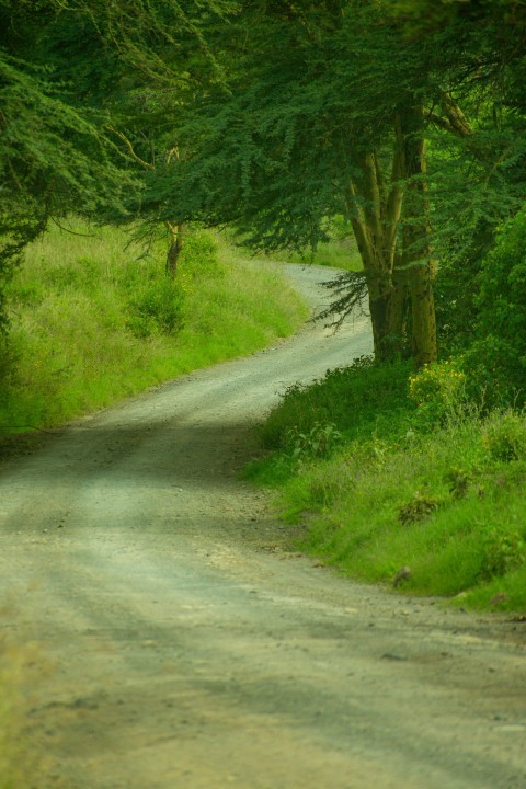 a bear that is walking down a dirt road