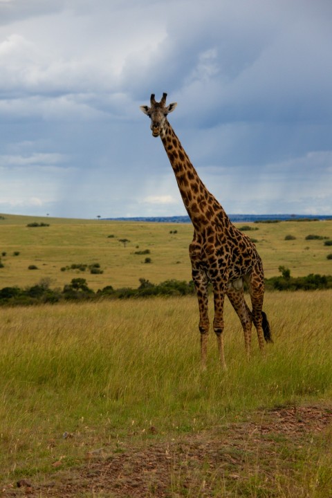 a giraffe standing in the middle of a field