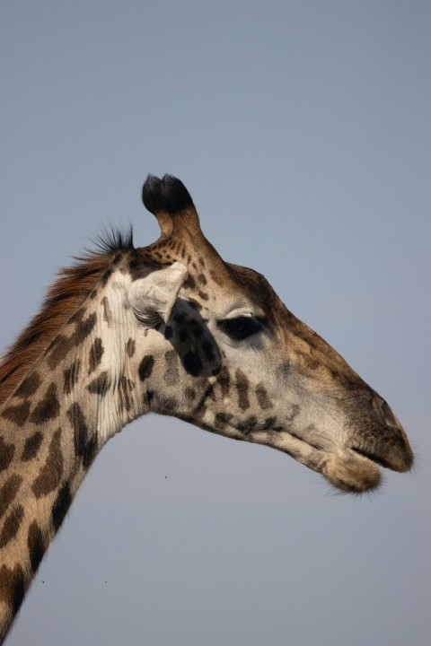 giraffe head in close up photography