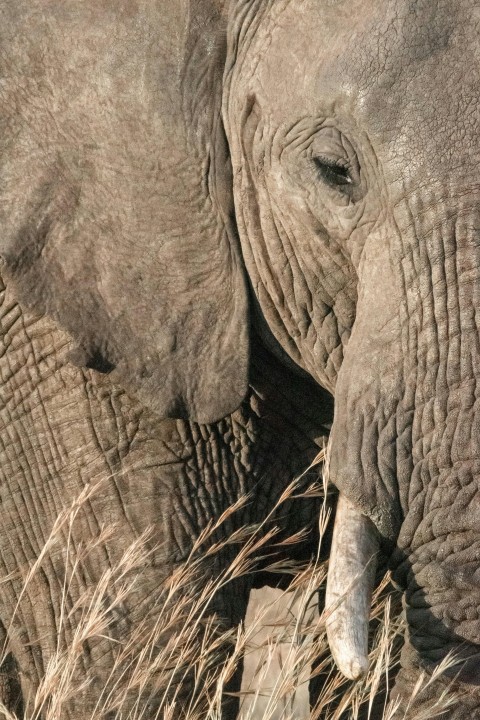 close up photography of elephants face