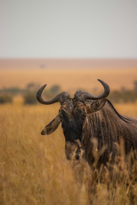 a bull with large horns standing in tall grass