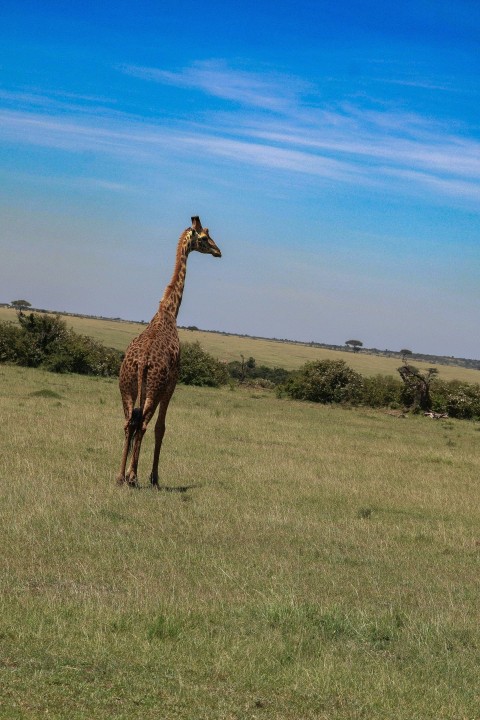 a giraffe standing in the middle of a field