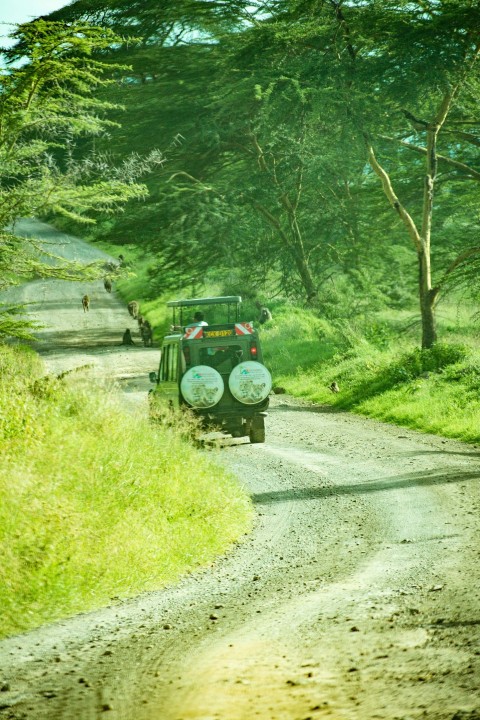 a jeep driving down a dirt road next to a forest