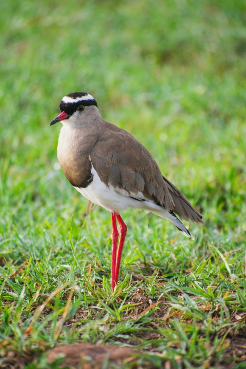 a small bird standing on top of a lush green field