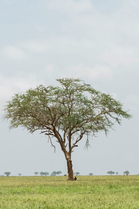 green tree under cloudy sky