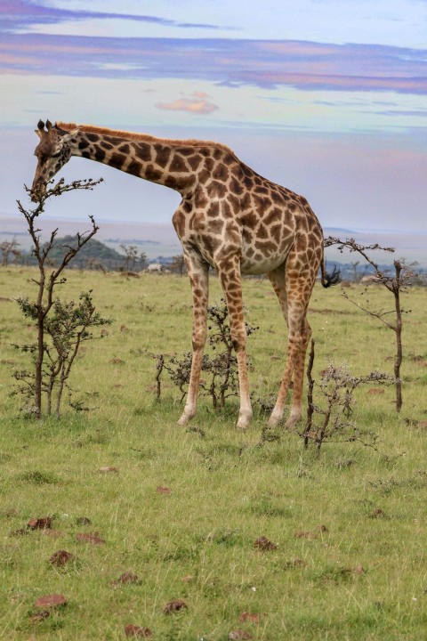 a giraffe is standing in a grassy field