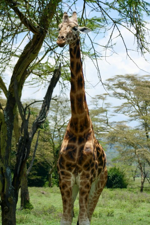 a giraffe standing in a field