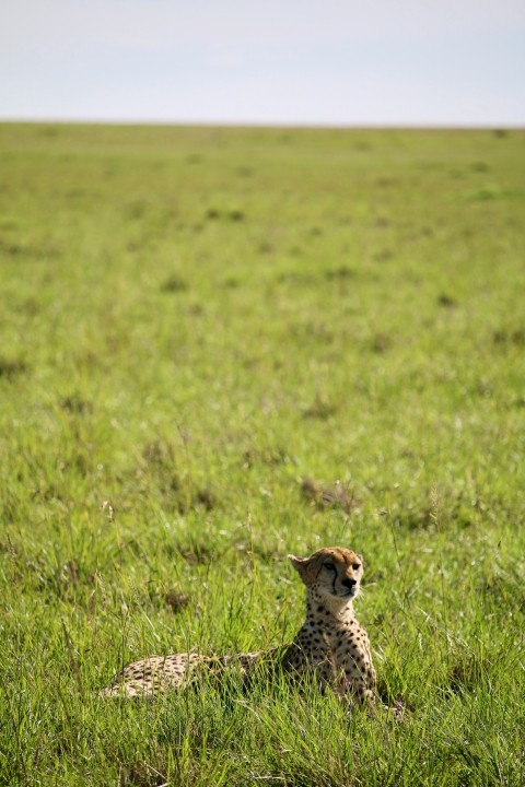 a cheetah sitting in the middle of a grassy field