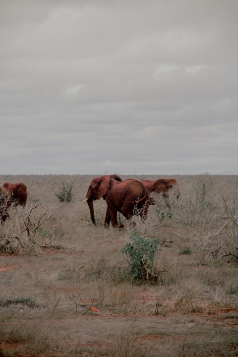 brown elephant on brown grass field during daytime