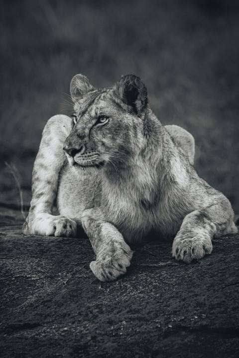 brown lioness lying on ground